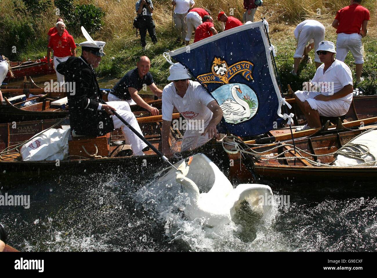 Swan Upping Foto Stock