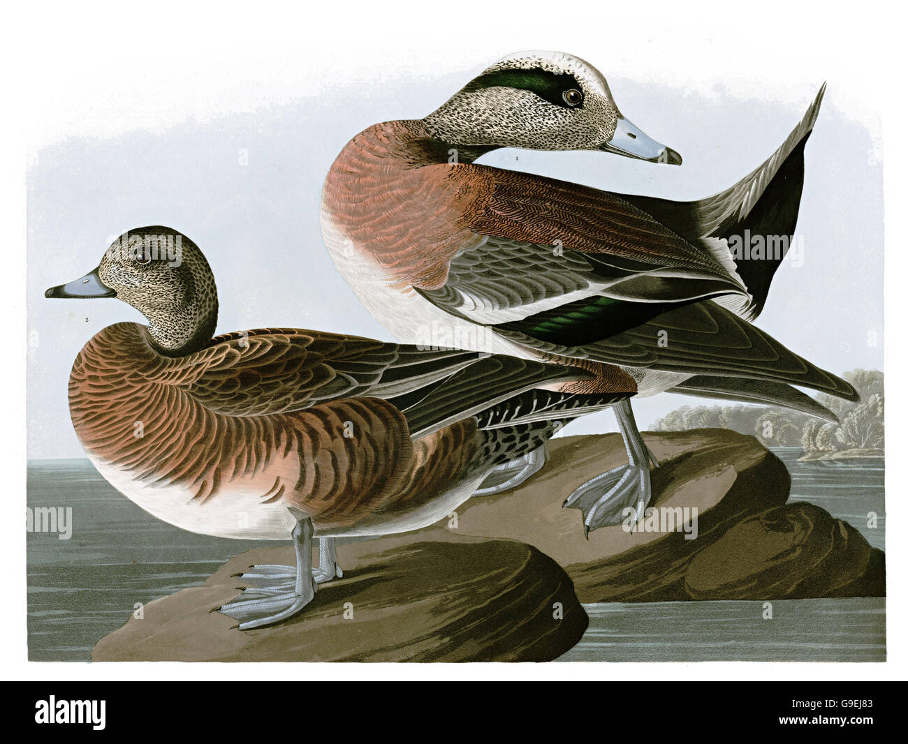 American Wigeon, Anas americana, uccelli, 1827 - 1838 Foto Stock