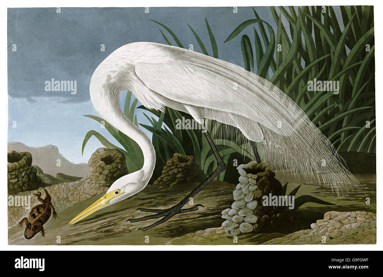 Airone bianco maggiore, Casmerodius Albus, uccelli, 1827 - 1838 Foto Stock