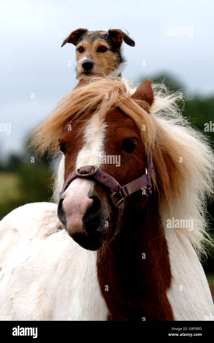 Freddie, il Jack Russell fa un giro su Daisy, il pony Shetland intorno ad un paddock a Flaxley, Gloucestershire. Foto Stock