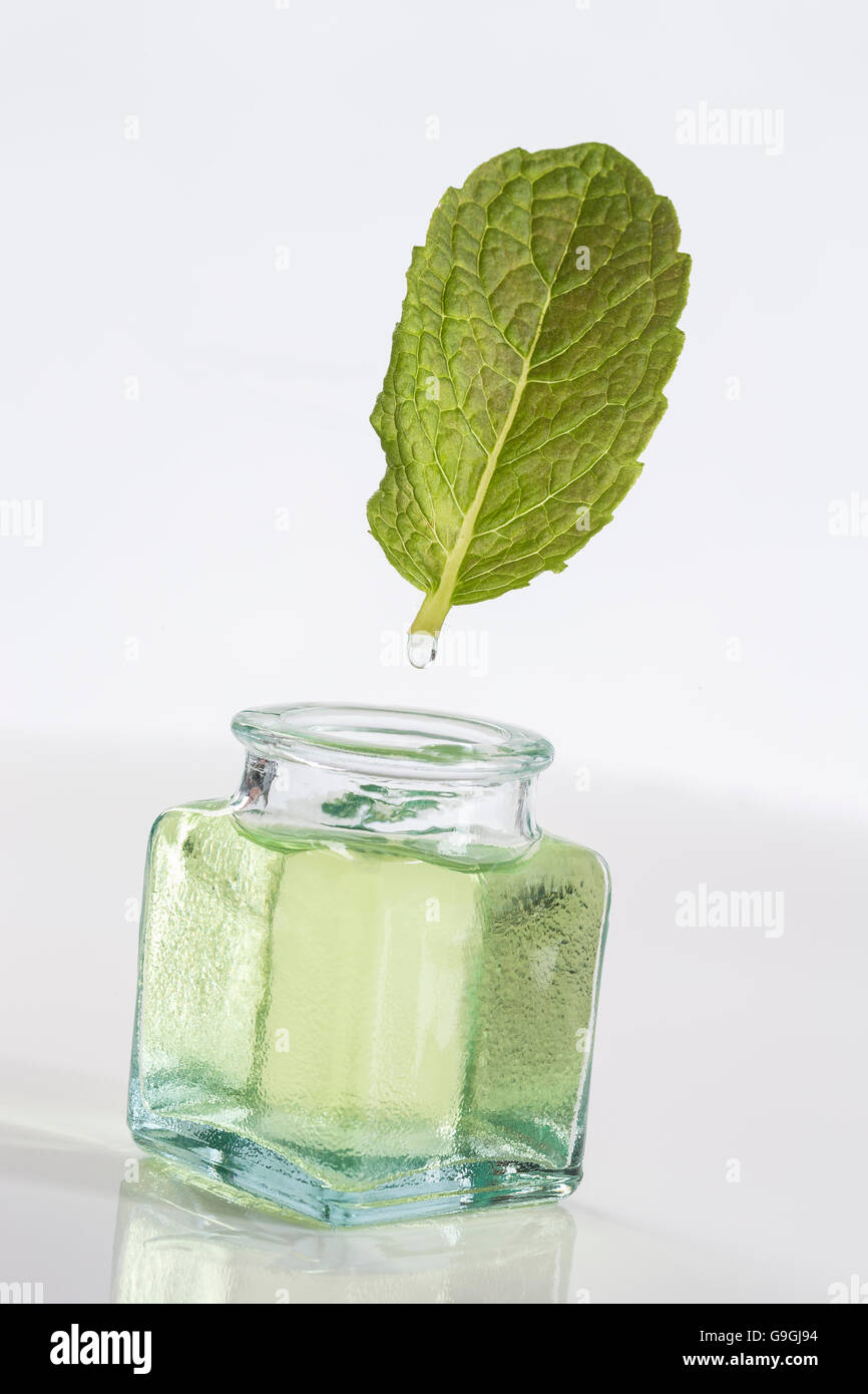 Simbolo di estrazione Pppermint olio essenziale Foto Stock