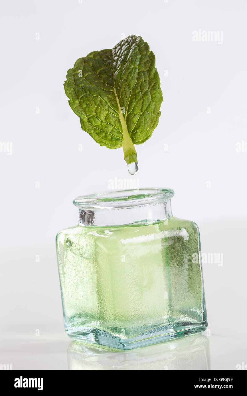 Simbolo di estrazione Pppermint olio essenziale Foto Stock