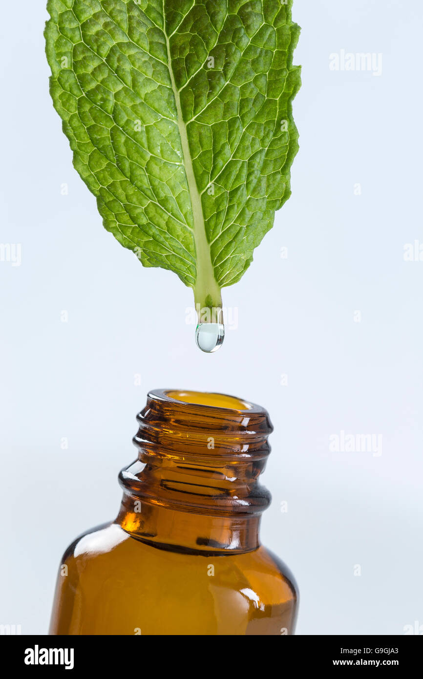 Simbolo di estrazione Pppermint olio essenziale Foto Stock