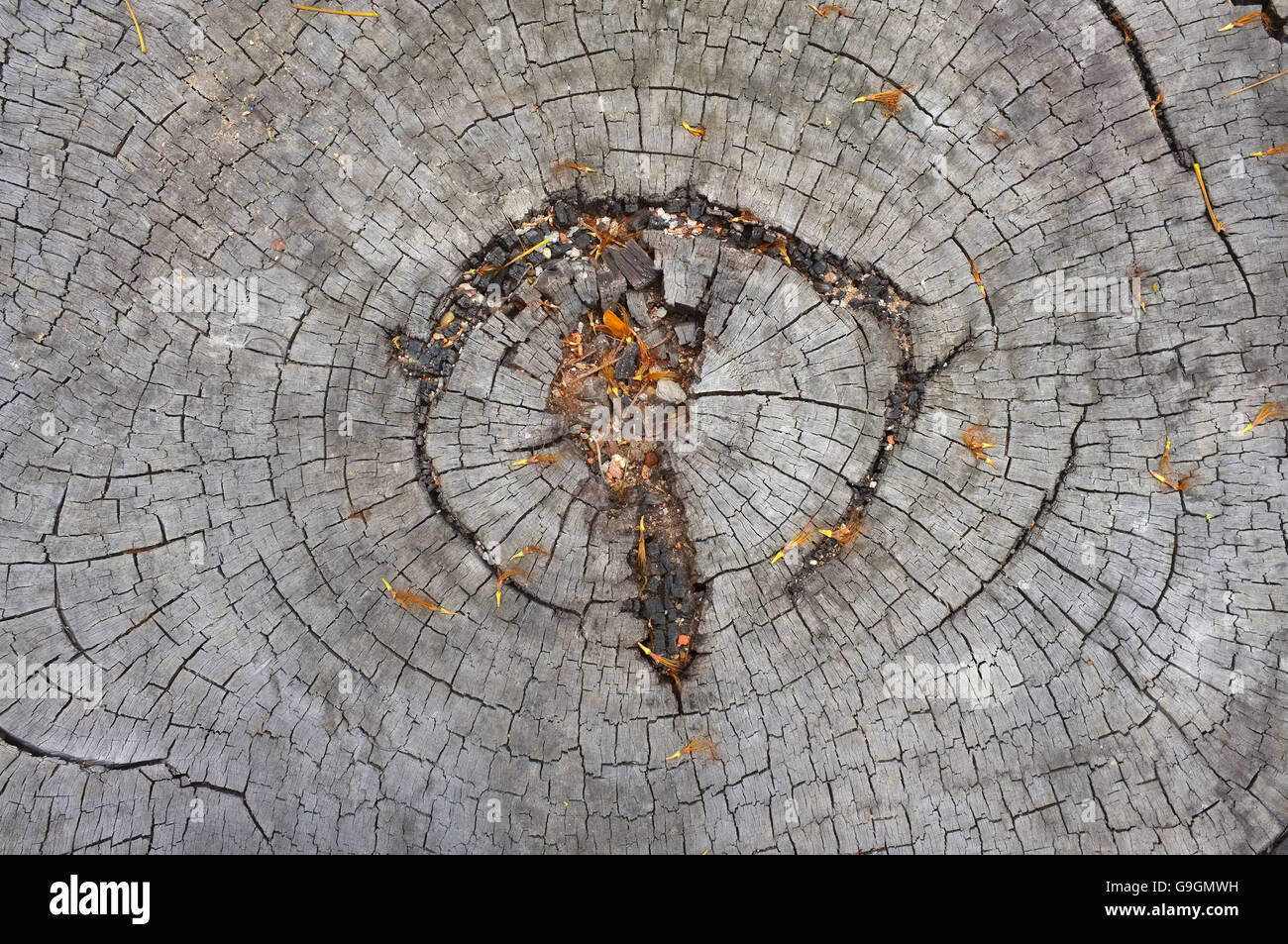 Superficie di legno vecchio texture di taglio Foto Stock