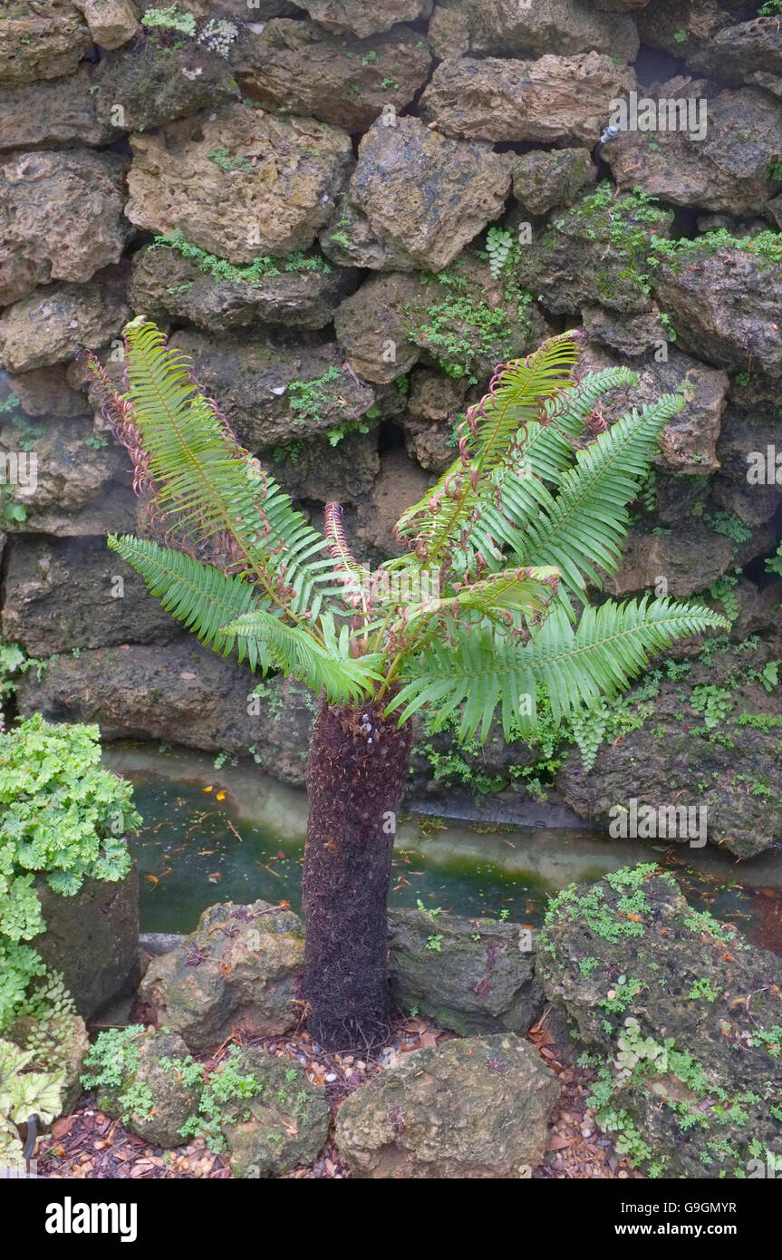 Verde Felce teen con palm tronco Foto Stock