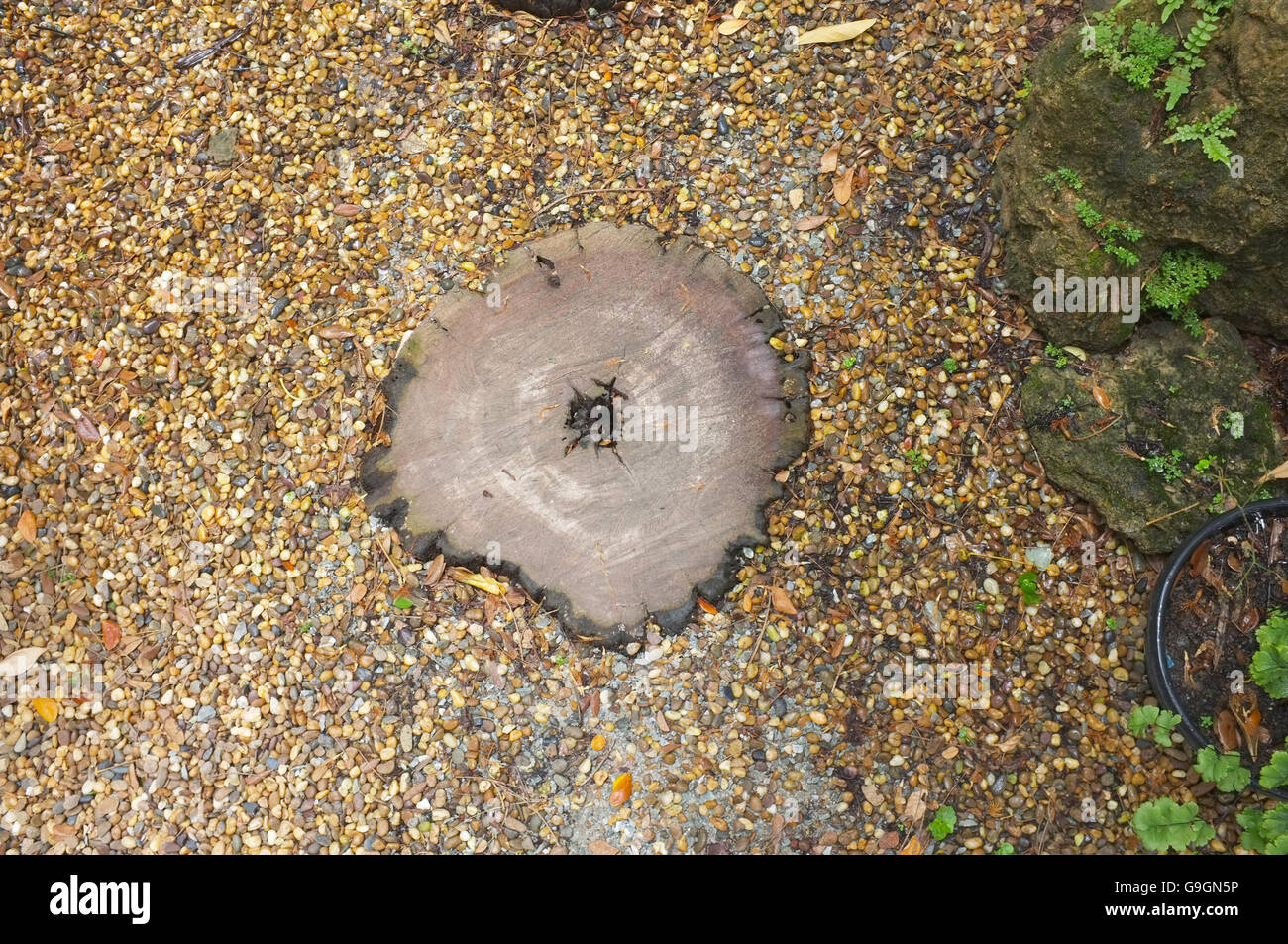 Superficie di legno vecchio texture di taglio Foto Stock