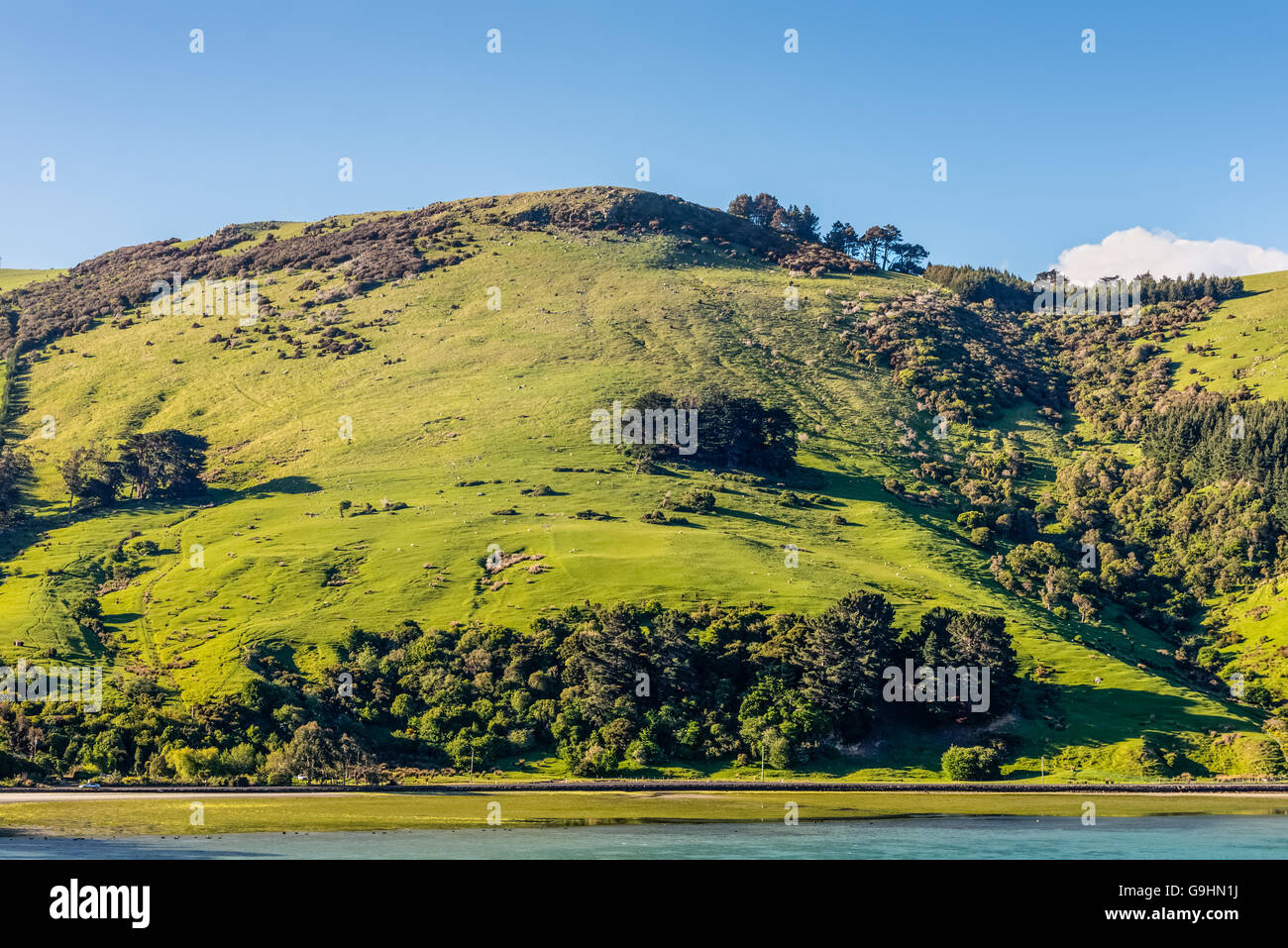 Splendido paesaggio della Nuova Zelanda - colline ricoperte di erba verde con allevamenti di ovini - vicino a Dunedin Foto Stock