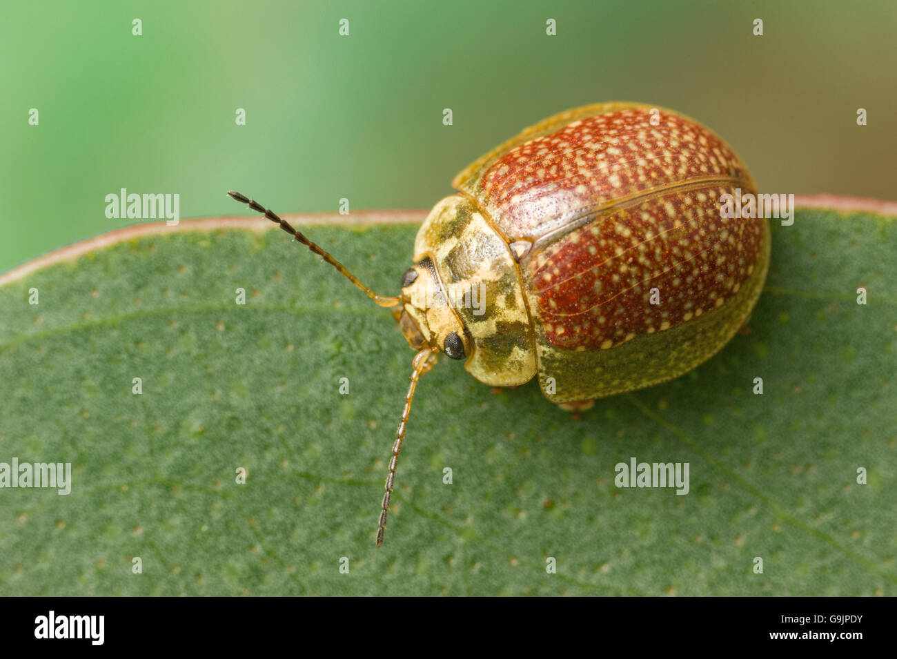 Foglia Eucalytpus beetle Foto Stock