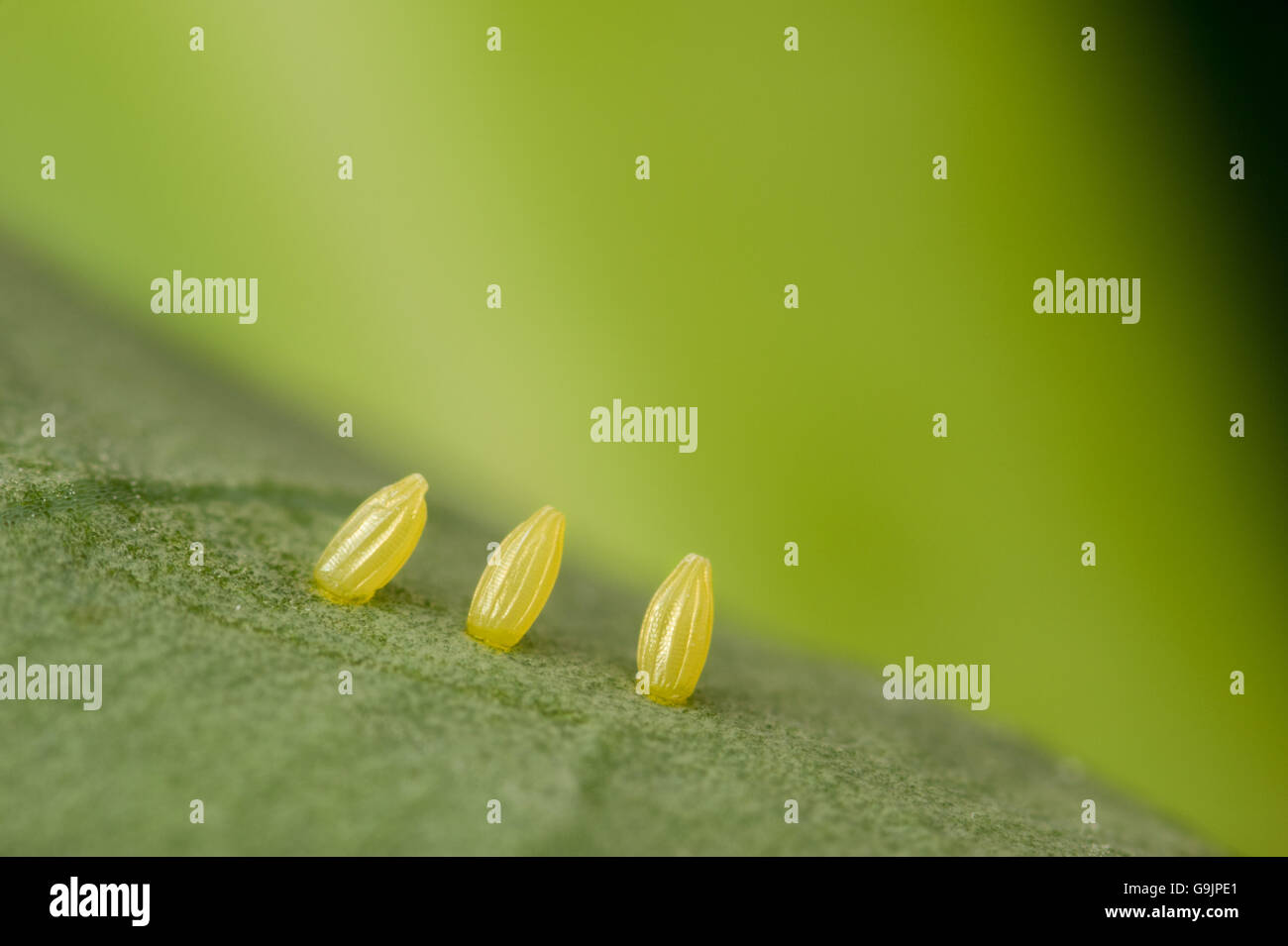 Il cavolo bianco Uova di farfalla di broccolo Foto Stock