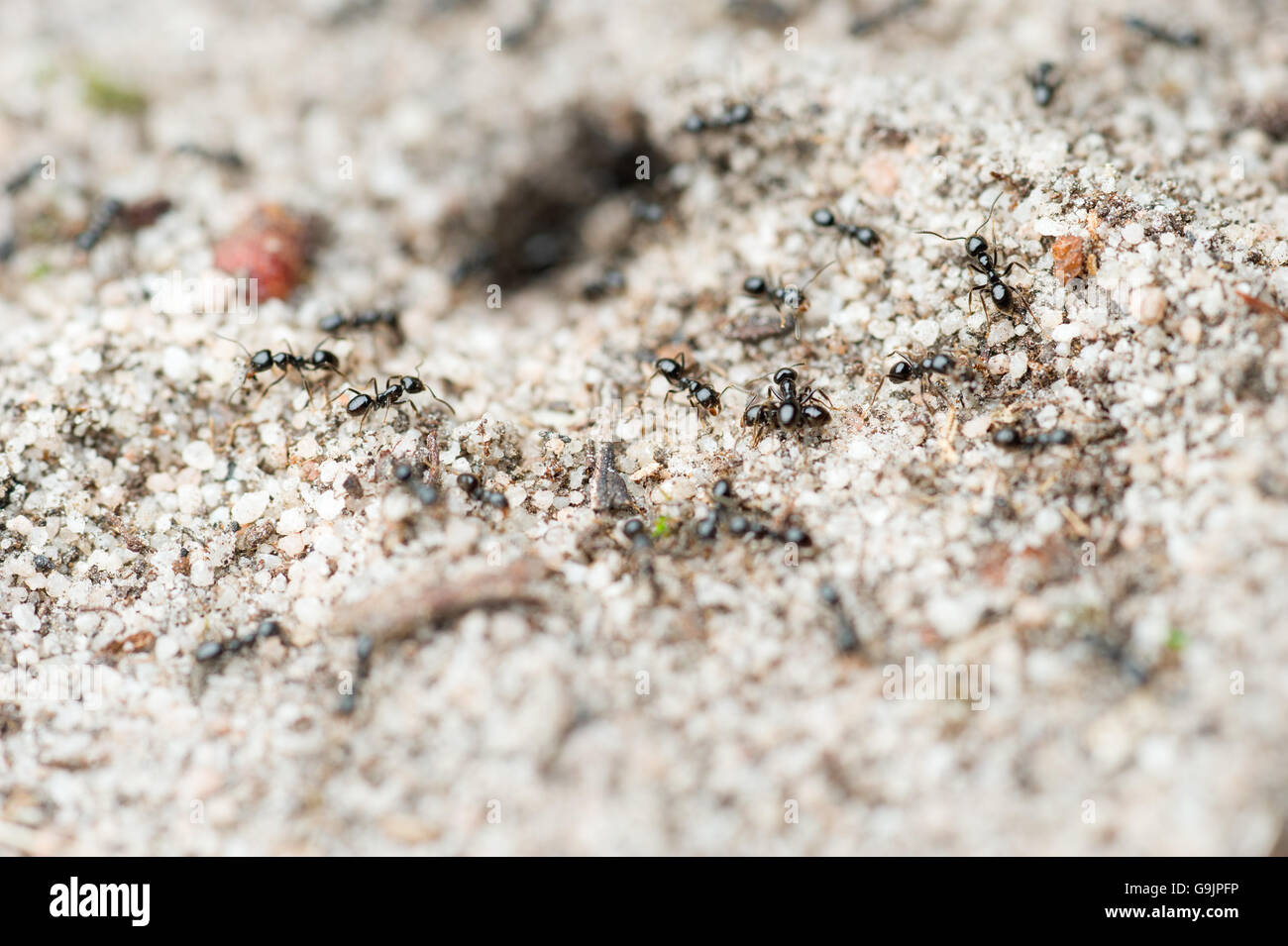 Piccole formiche nero vicino all'ingresso per il loro nido Foto Stock