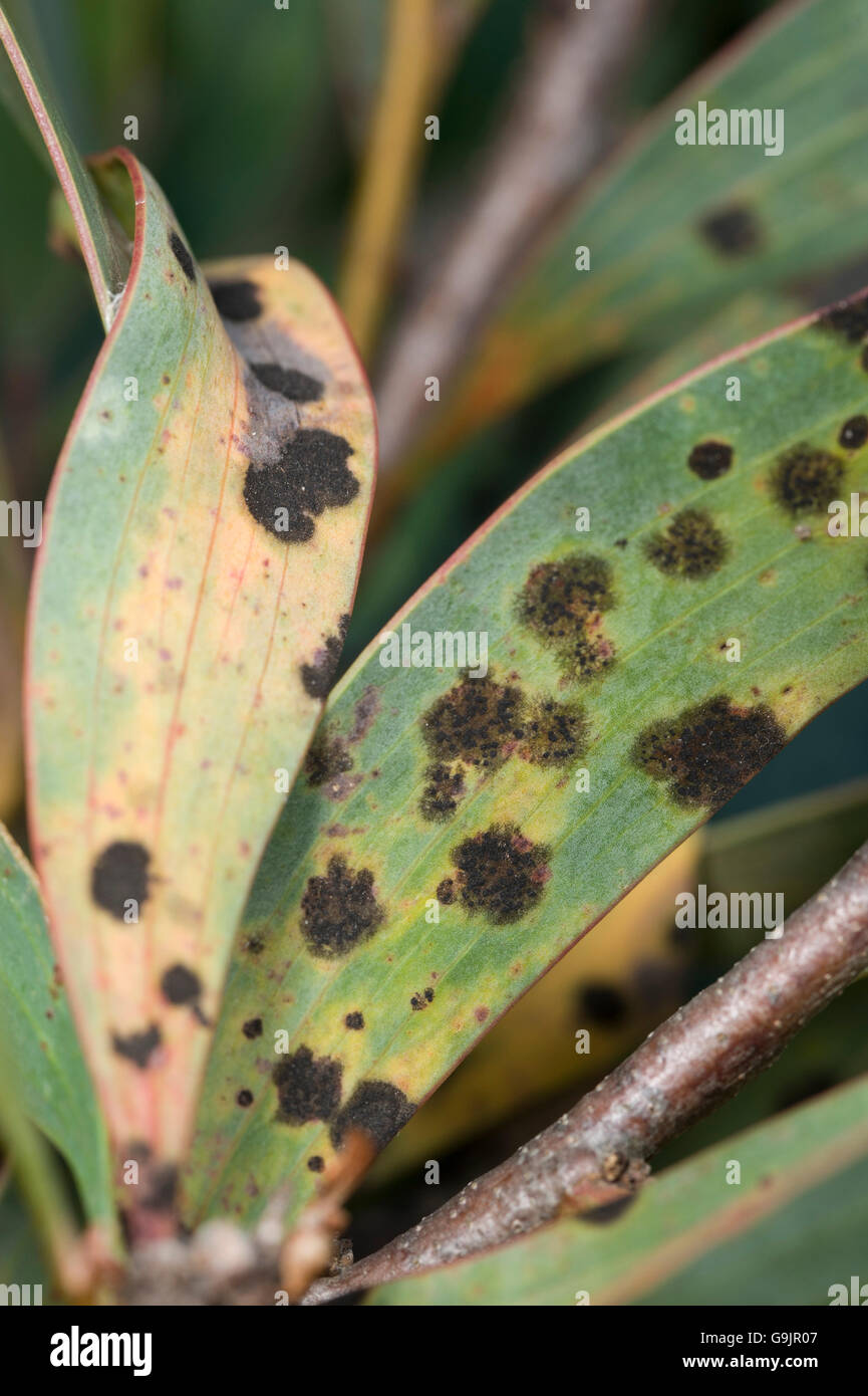 Macchia di foglia su pincushion Hakea laurina, una malattia fungina noto come Cladosporium Foto Stock