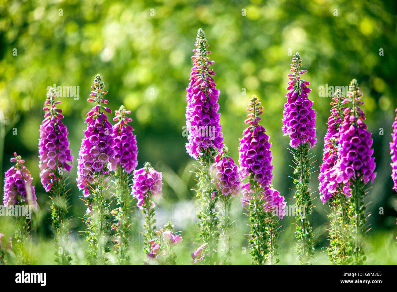 Foxglove viola, letto Dimitalis Purpurea Spikes Foto Stock