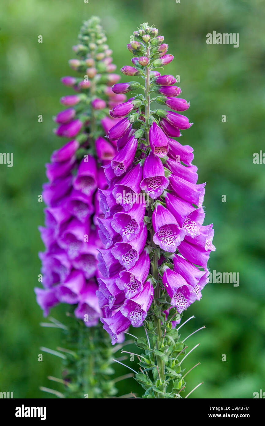 Foxglove viola, Digitalis purpurea Foto Stock