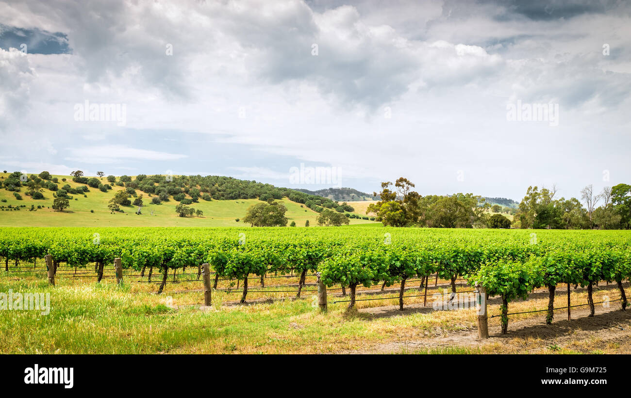 I vitigni nella Barossa Barossa Wine regione, South Australia. Foto Stock