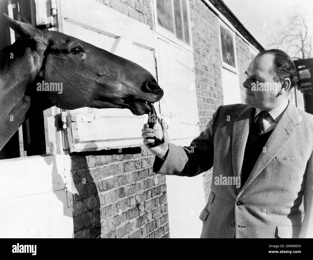 Arkle schiurps su una delle sue bottiglie due volte al giorno di Guinness, proffered a lui da Henry Hyde (r), direttore generale di Kempton Park Foto Stock