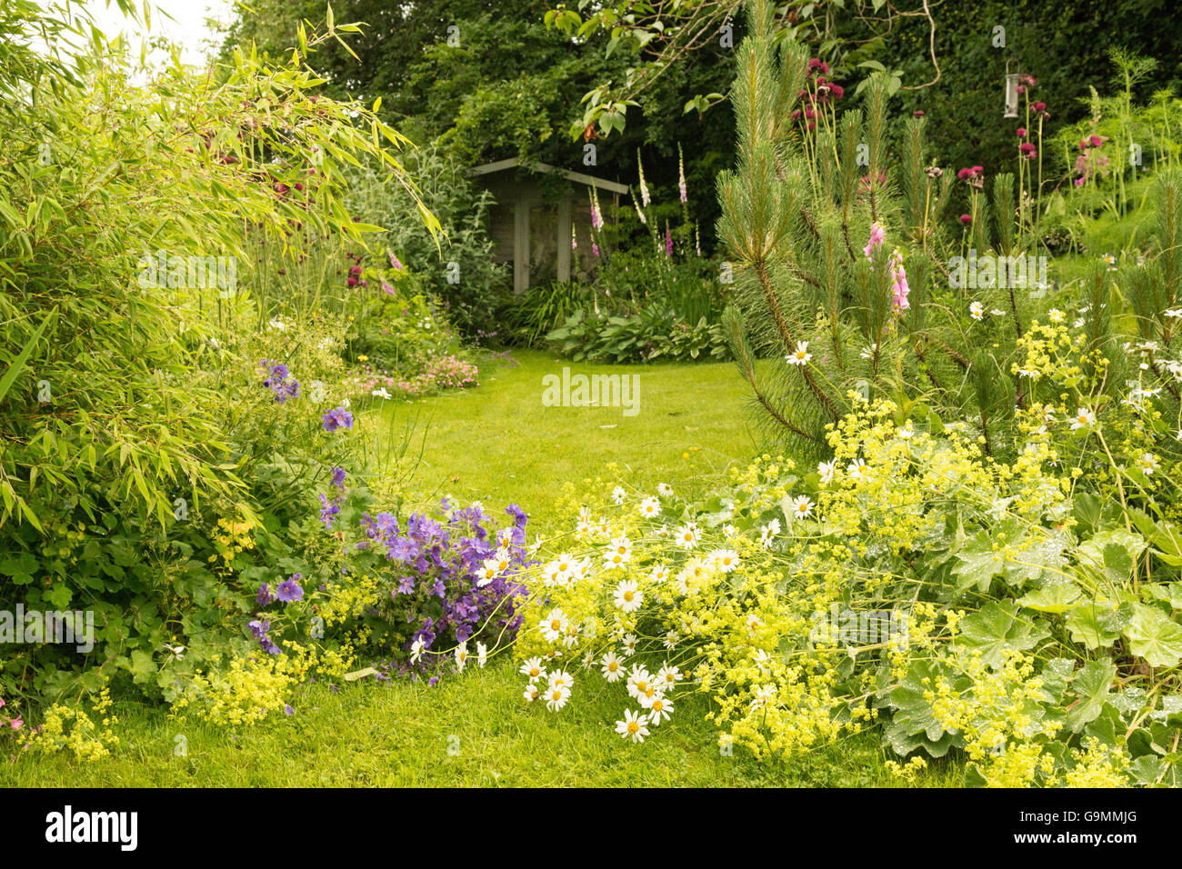 Piante senza supporta appiattita e la posa sul prato da heavy rain nel giardino cottage in Stirlingshire, Scotland, Regno Unito Foto Stock