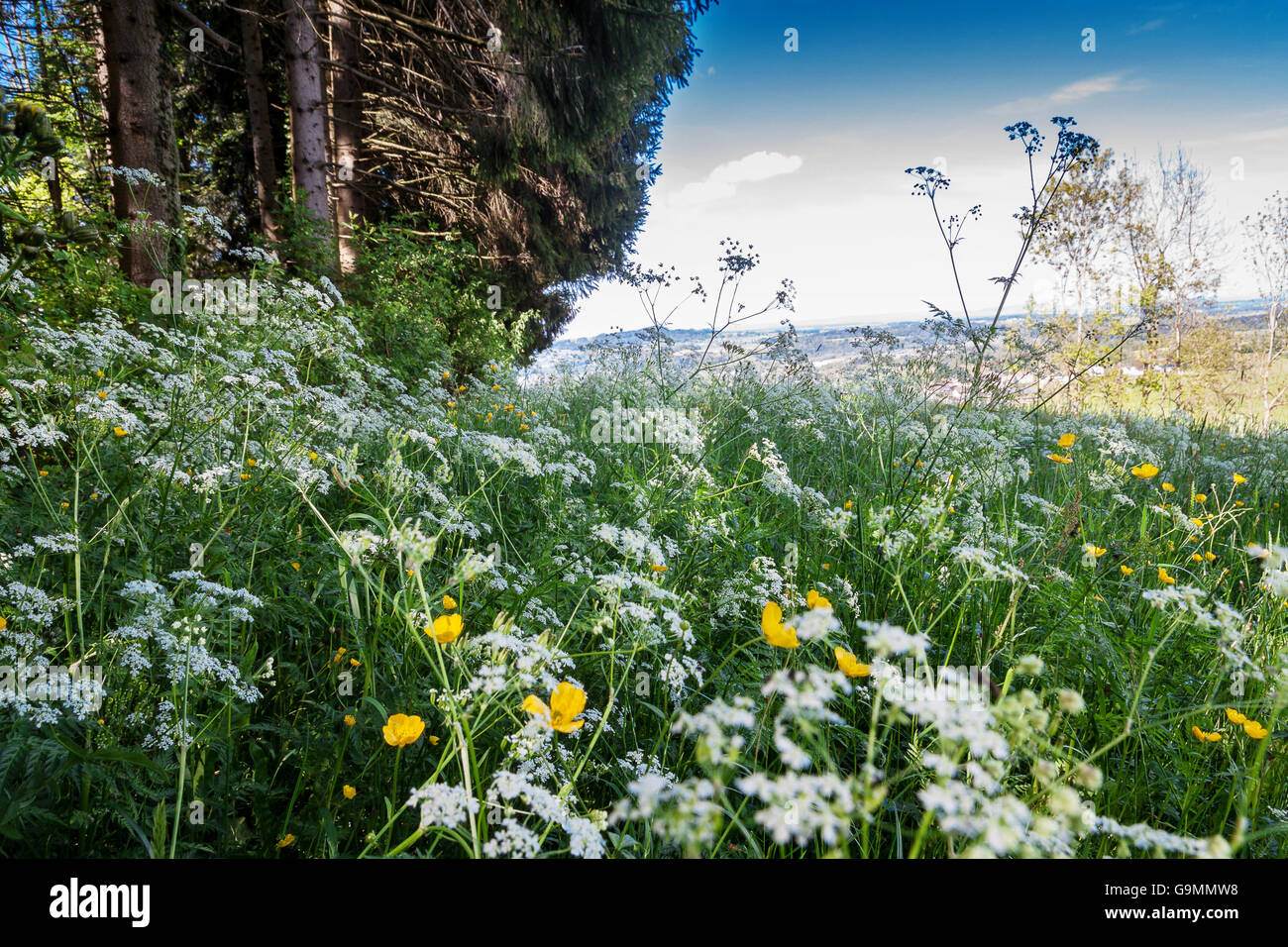 Natura paesaggio del bosco al di sopra di un villaggio a San Gallo in Svizzera Foto Stock
