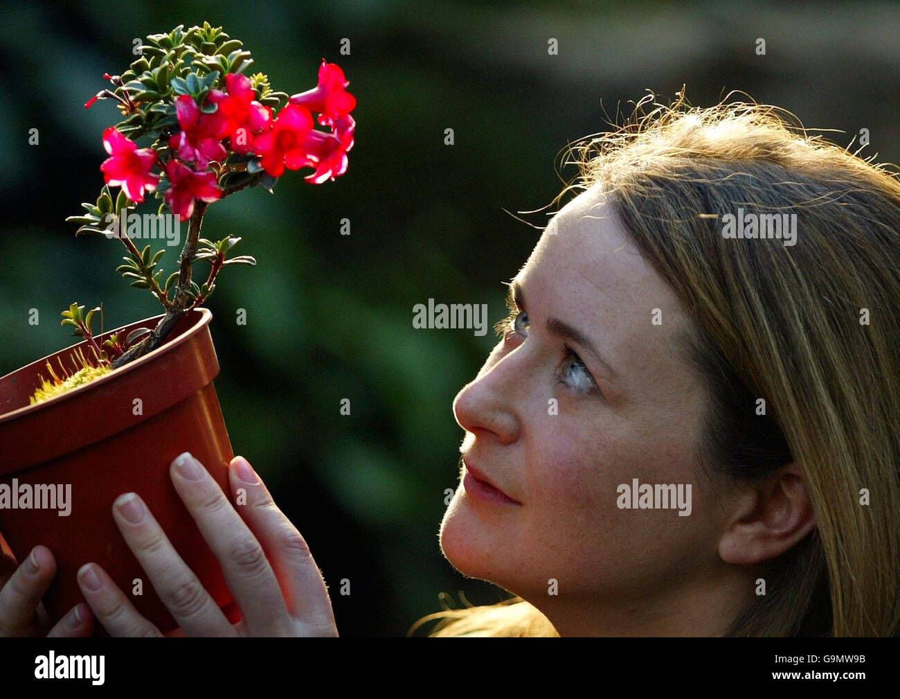 Louise Galloway, supervisore della casa di vetro, detiene uno degli unici esemplari sopravvissuti del Rhododendron tuhanensis al mondo al Royal Botanic Garden di Edimburgo. Foto Stock