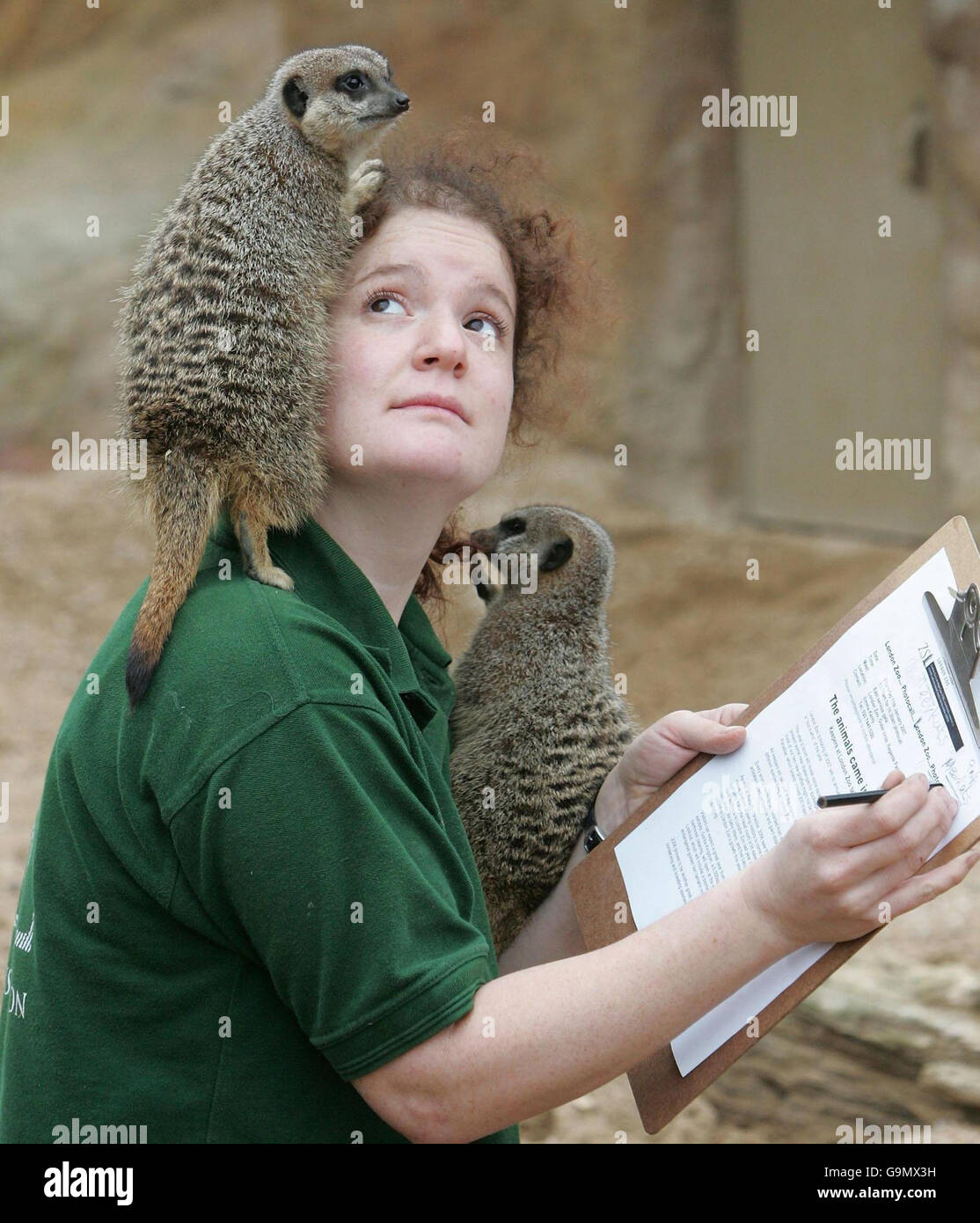 Mammal Keeper Marie Whatmough con due Meerkat durante l'annuale stocktake allo Zoo di Londra. Foto Stock