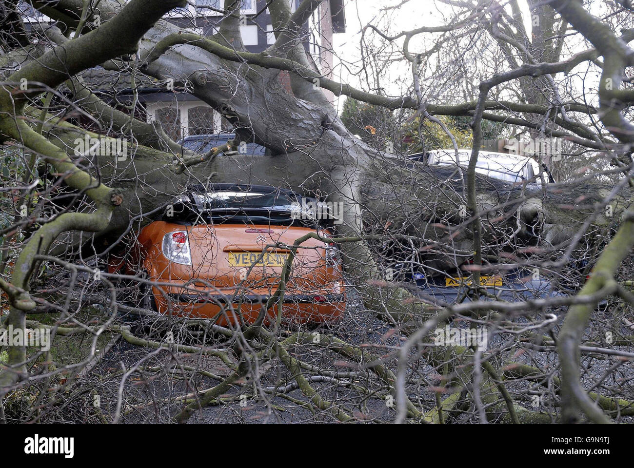 Le auto di famiglia di Phillip ed Elaine Morris schiacciate da un faggeto caduto nella loro casa di Kidderminster. Foto Stock