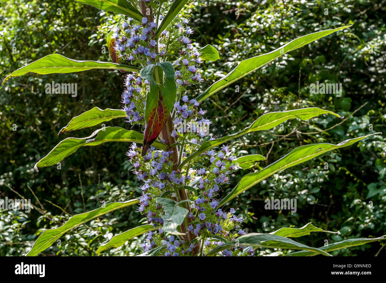 Un Echium Pininana impianto in un giardino in Inghilterra del sud Foto Stock