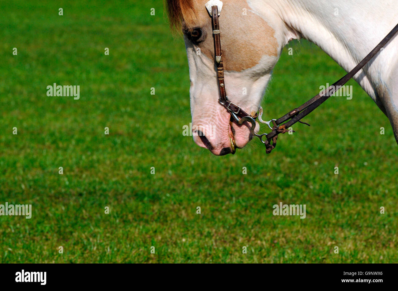 Cavallo di vernice / copricapo, briglia, laterale Foto Stock