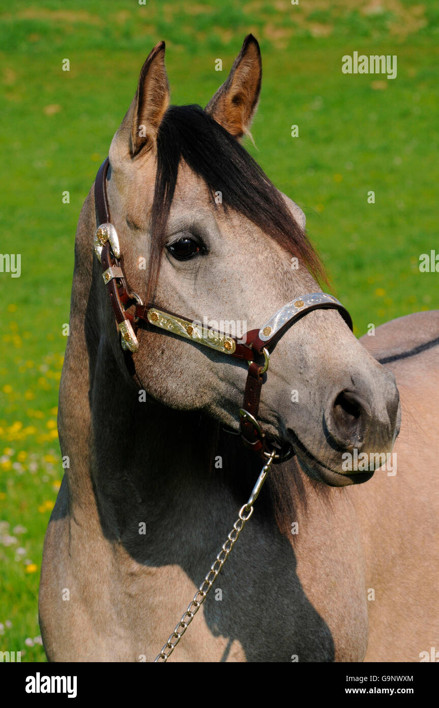 American Quarter Horse, mare / grigio dun, striscia dorsale, halter Foto Stock