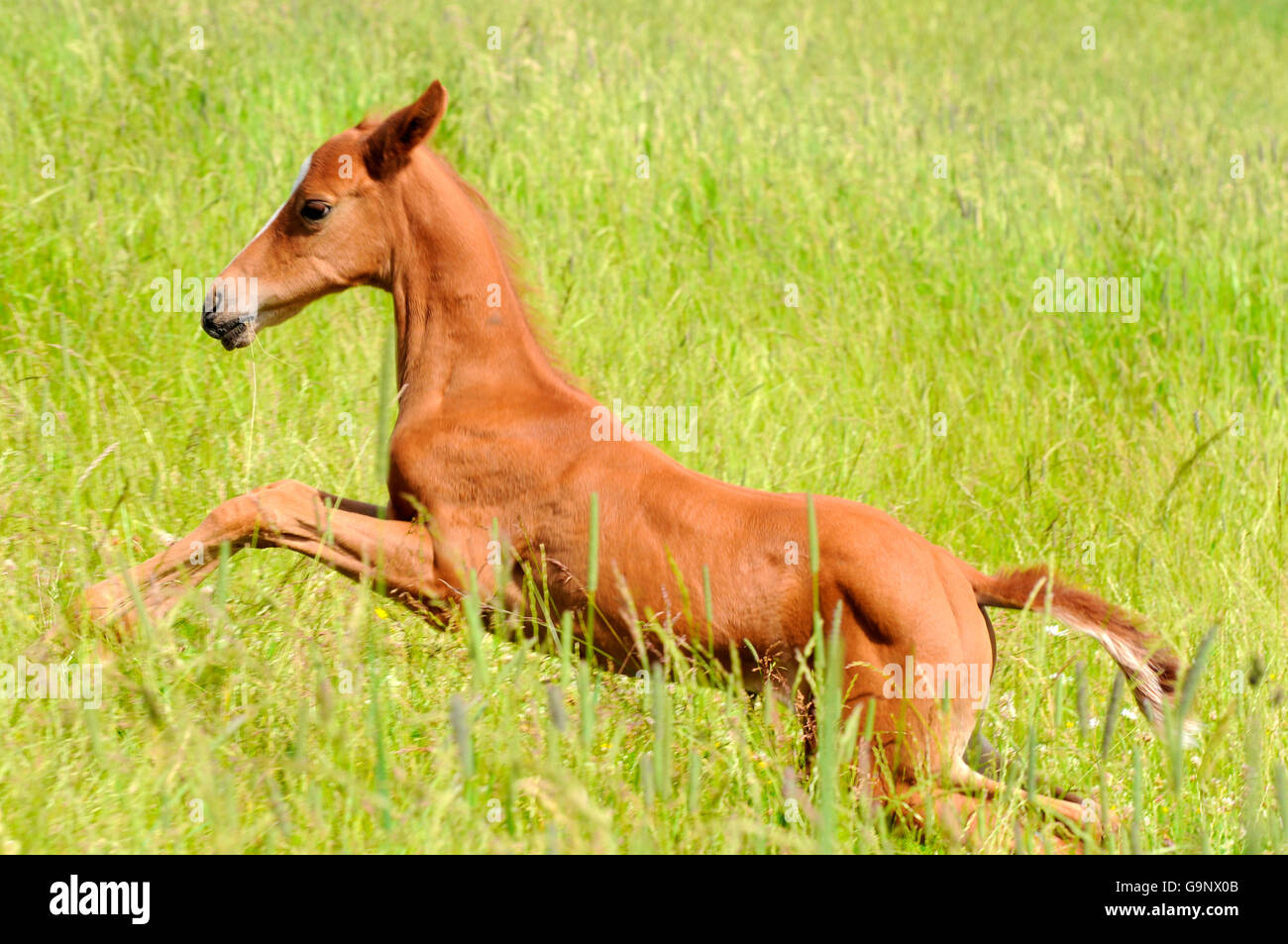 Akhal Teke, puledro / laterale Foto Stock