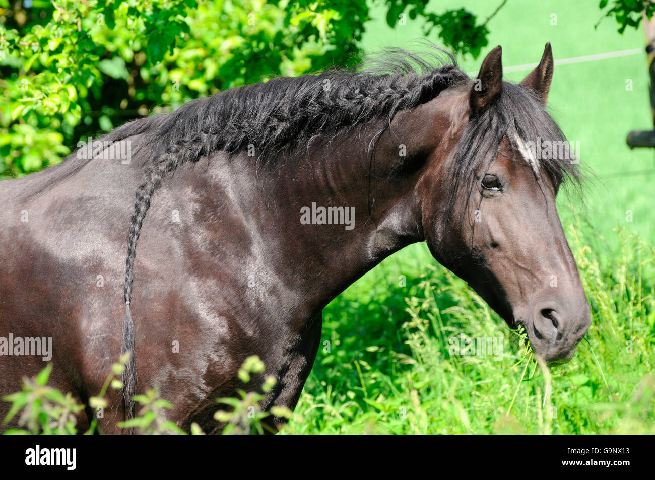 Frisone cavallo, mare / mane intrecciato Foto Stock