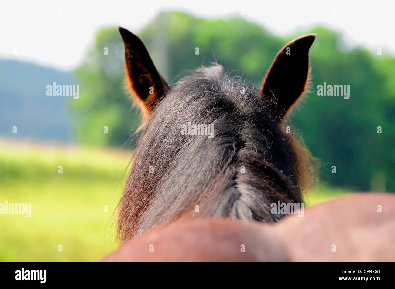 Progetto di cavallo, mane / Progetto di cavallo Foto Stock