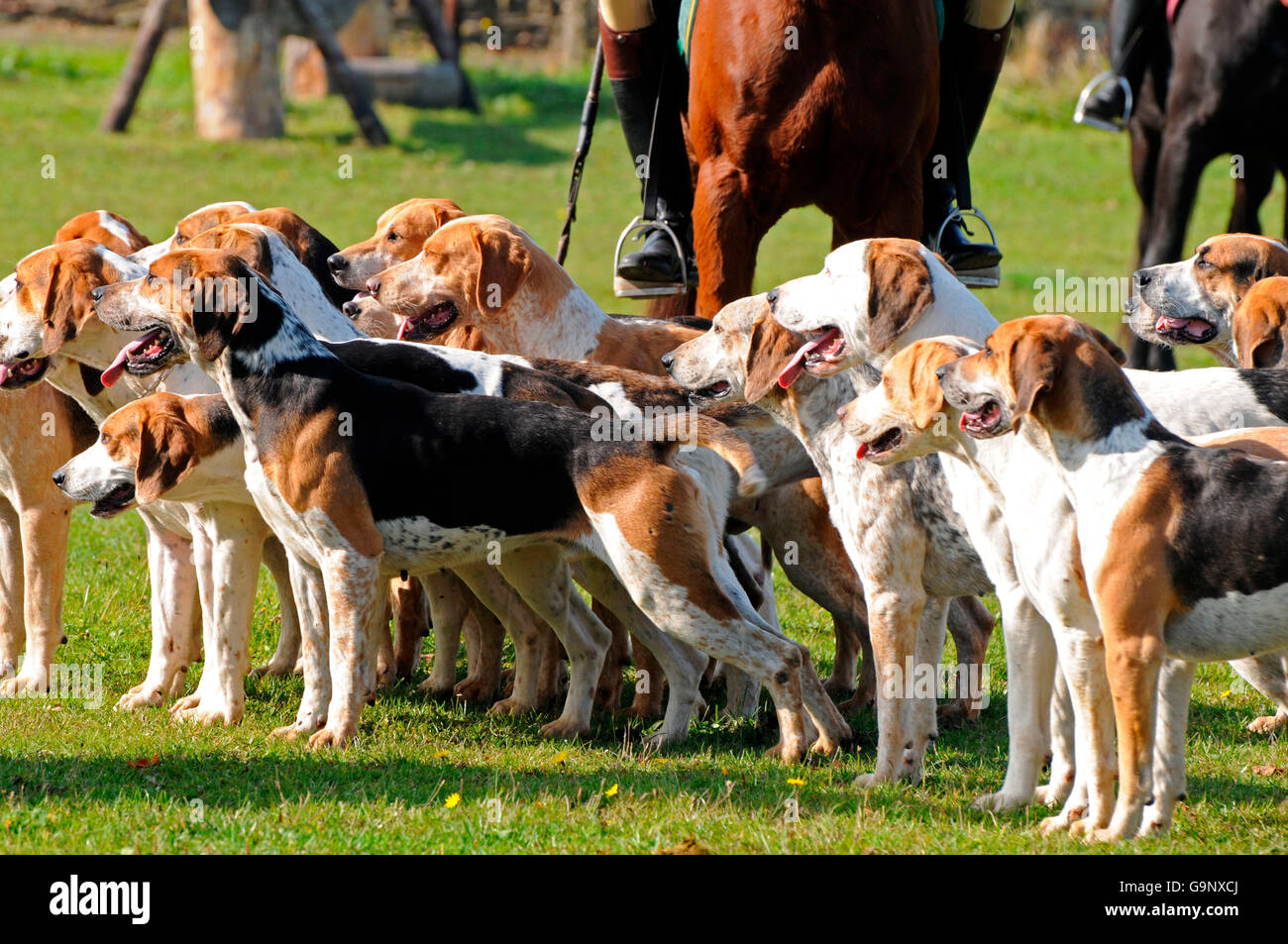 Sentiero Hunt, Foxhounds e cavaliere / equitazione alla hounds, Master di Foxhounds, Foxhound Foto Stock