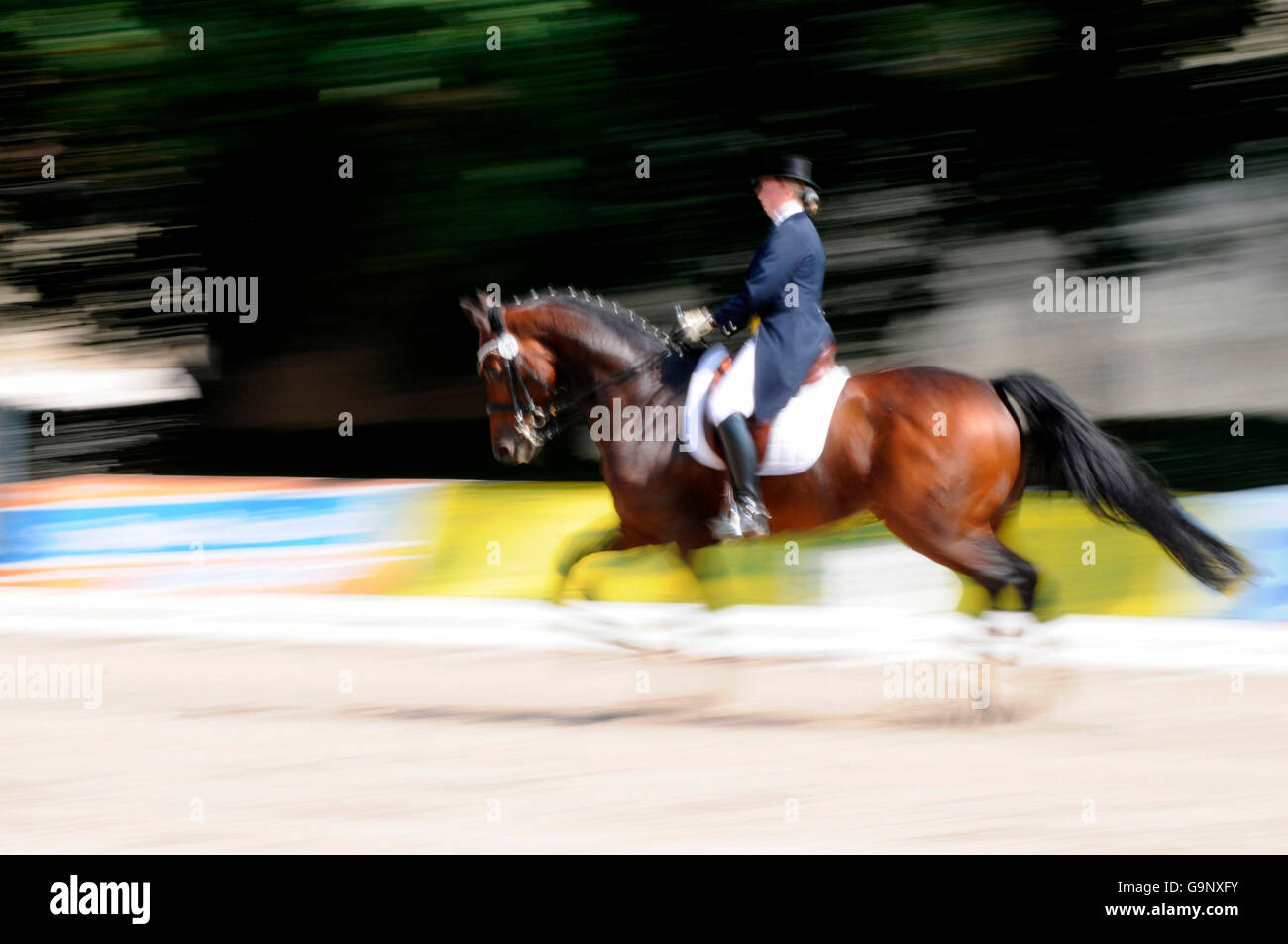 Il tedesco Warmblood cavallo dressage, extendet trotto / shadbelly, bit di cordolo Foto Stock