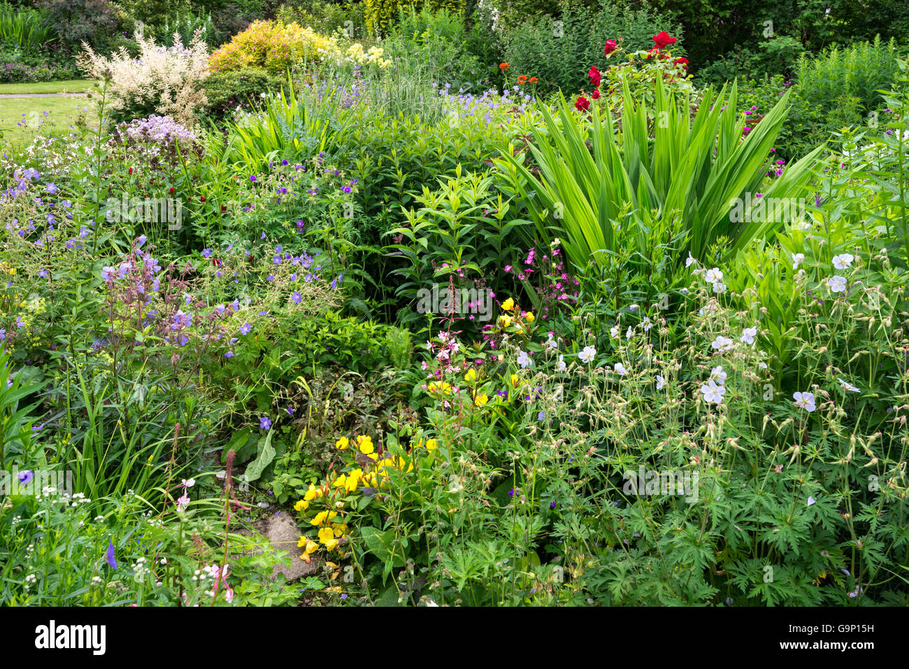 Bella English Country Garden a metà estate. Un abbondanza di piantando mescolato tra cui vari arbusti e piante perenni. Foto Stock