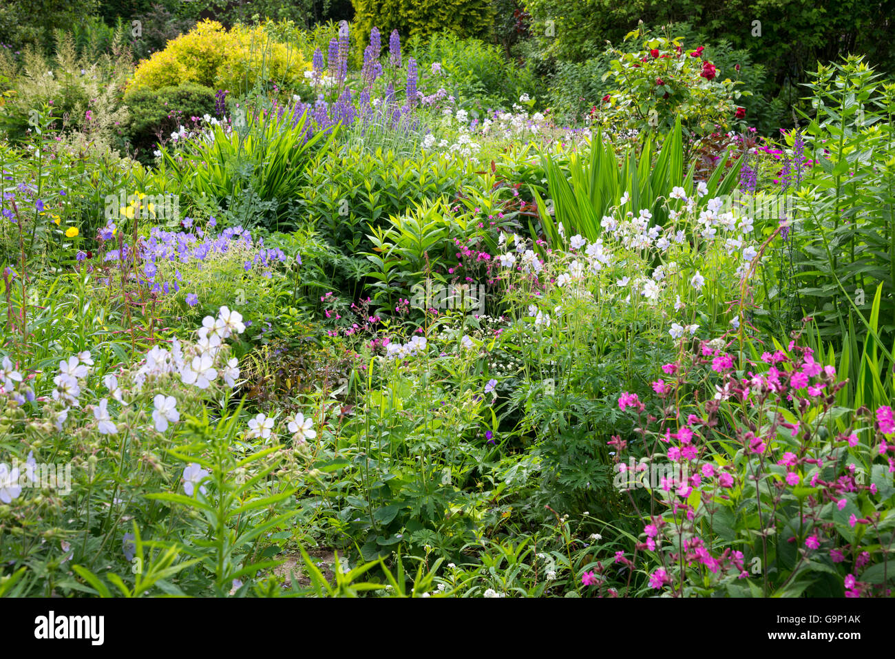 Bella English Country Garden a metà estate. Un abbondanza di piantando mescolato tra cui vari arbusti e piante perenni. Foto Stock