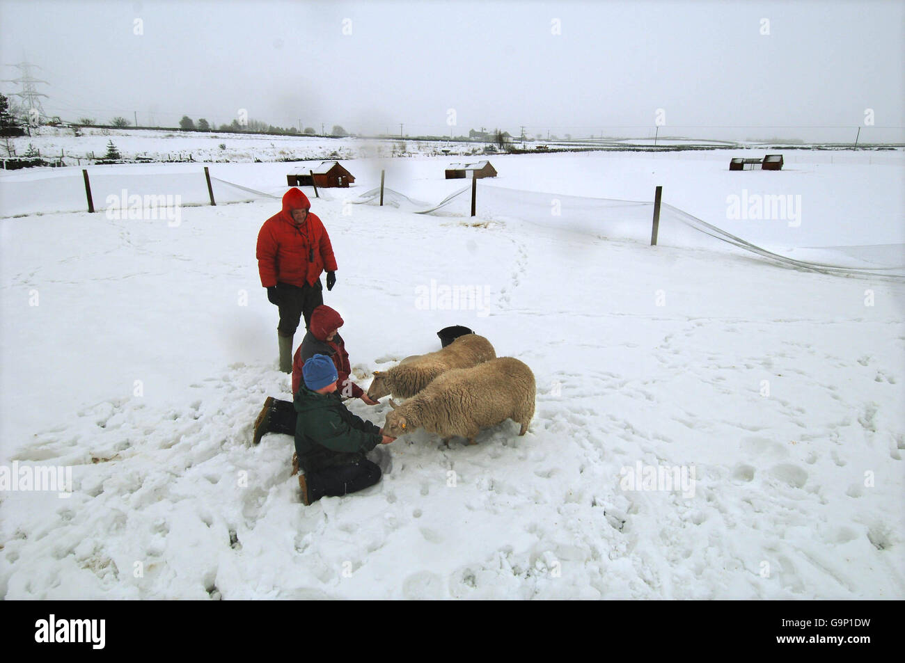 Portare cibo al bestiame nelle Pennine sopra Sheffield come queste pecore godere di un mangime dopo pesanti nevicate notturne in molte parti del paese. Foto Stock