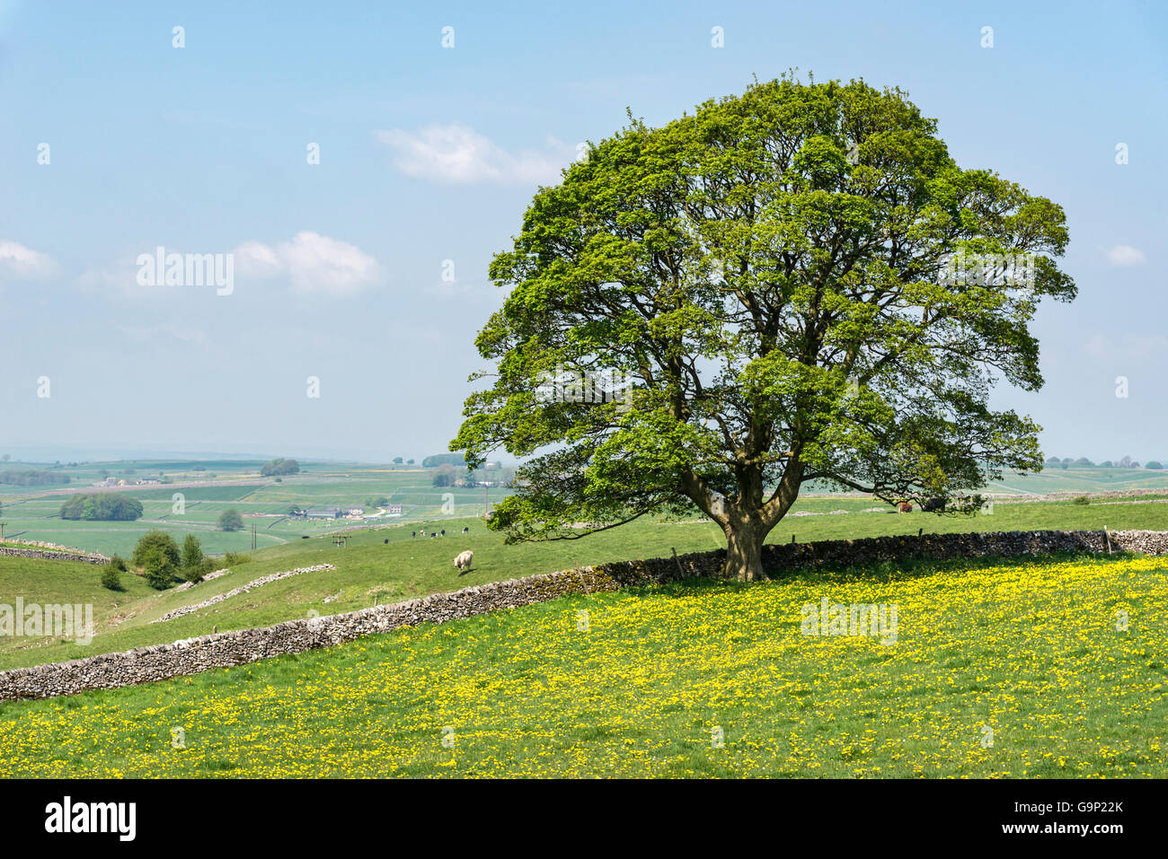 Una matura sicomoro solo in piedi accanto a un muro di pietra calcarea in un campo di giallo di tarassaco. Foto Stock