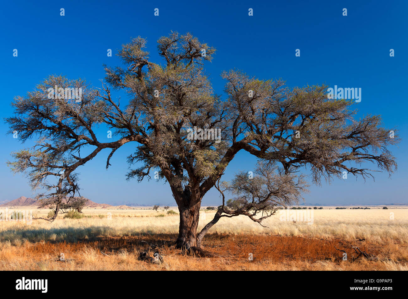 Vista della savana e alberi in Namibia, Africa Foto Stock