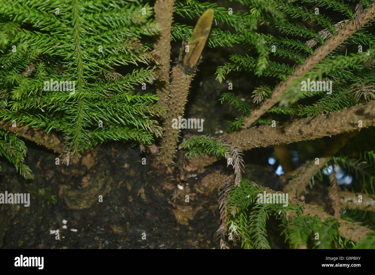 Ramo e foglia di pino Foto Stock