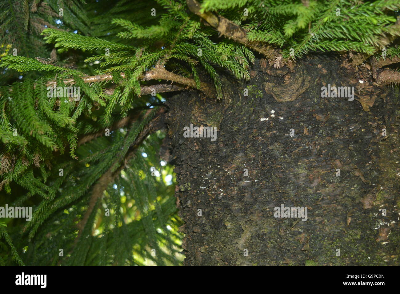 Tronco, rami e le foglie di un albero di pino Foto Stock