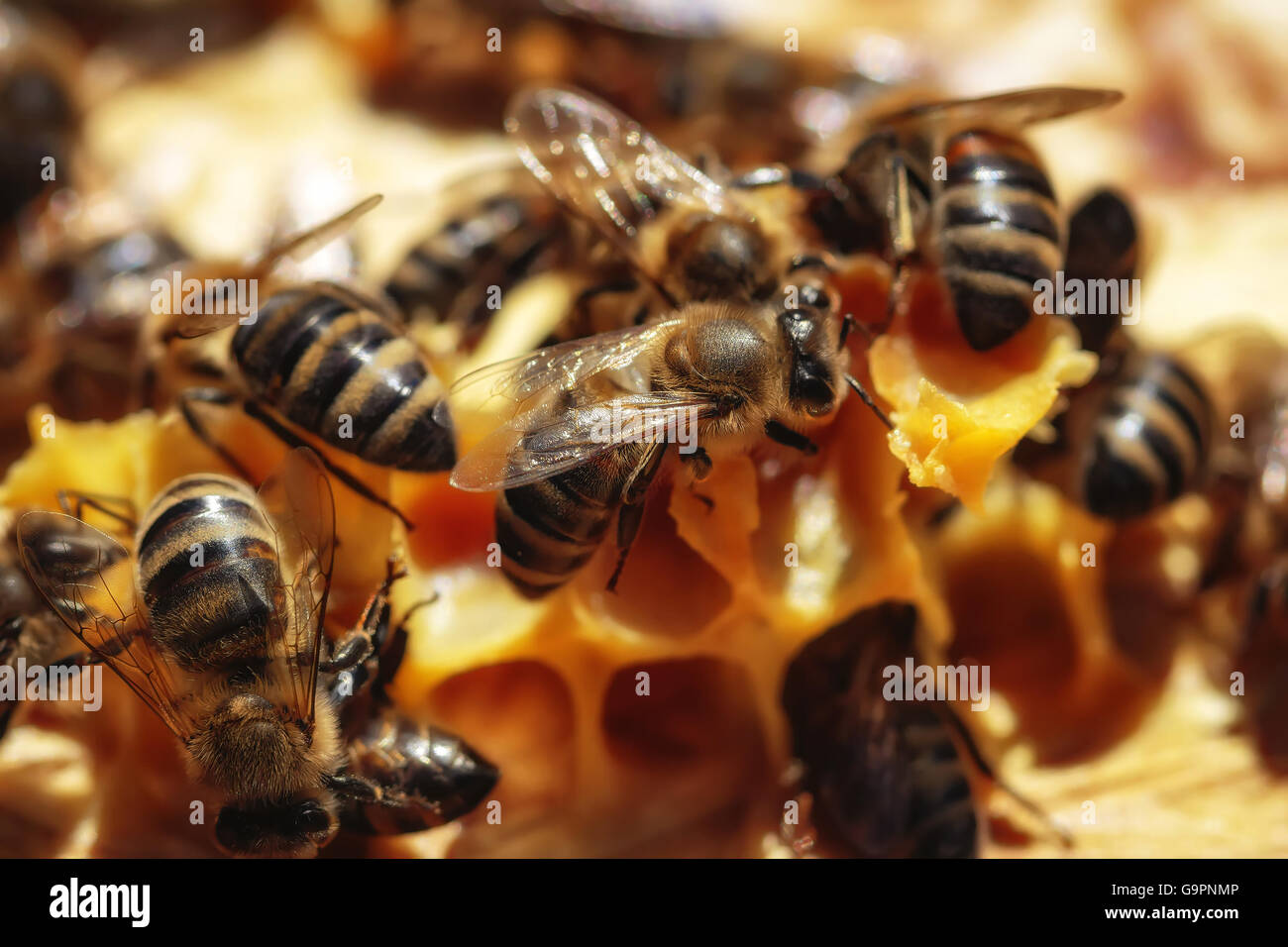 Sana le api mellifere su un telaio Foto Stock
