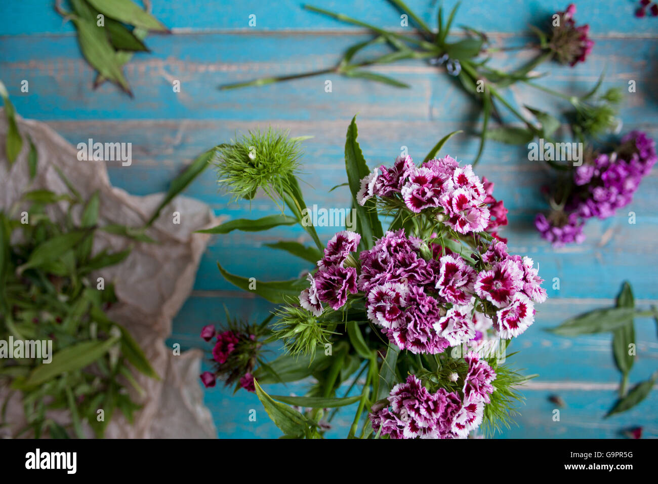 Stile di vita Floristry immagine con Sweet William fiori primo piano immagine di sfondo per Promo Campagne, Social media, Business Marketing Foto Stock