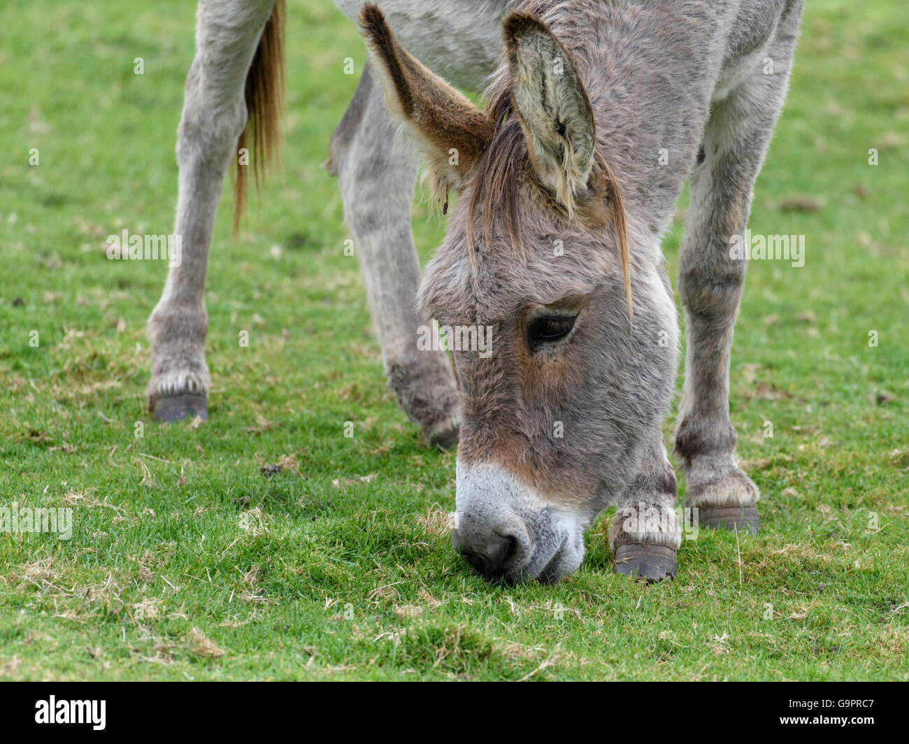 Close-up della testa e del collo per colpo di un asino grigio con un muso bianco di pascolare su erba verde Foto Stock