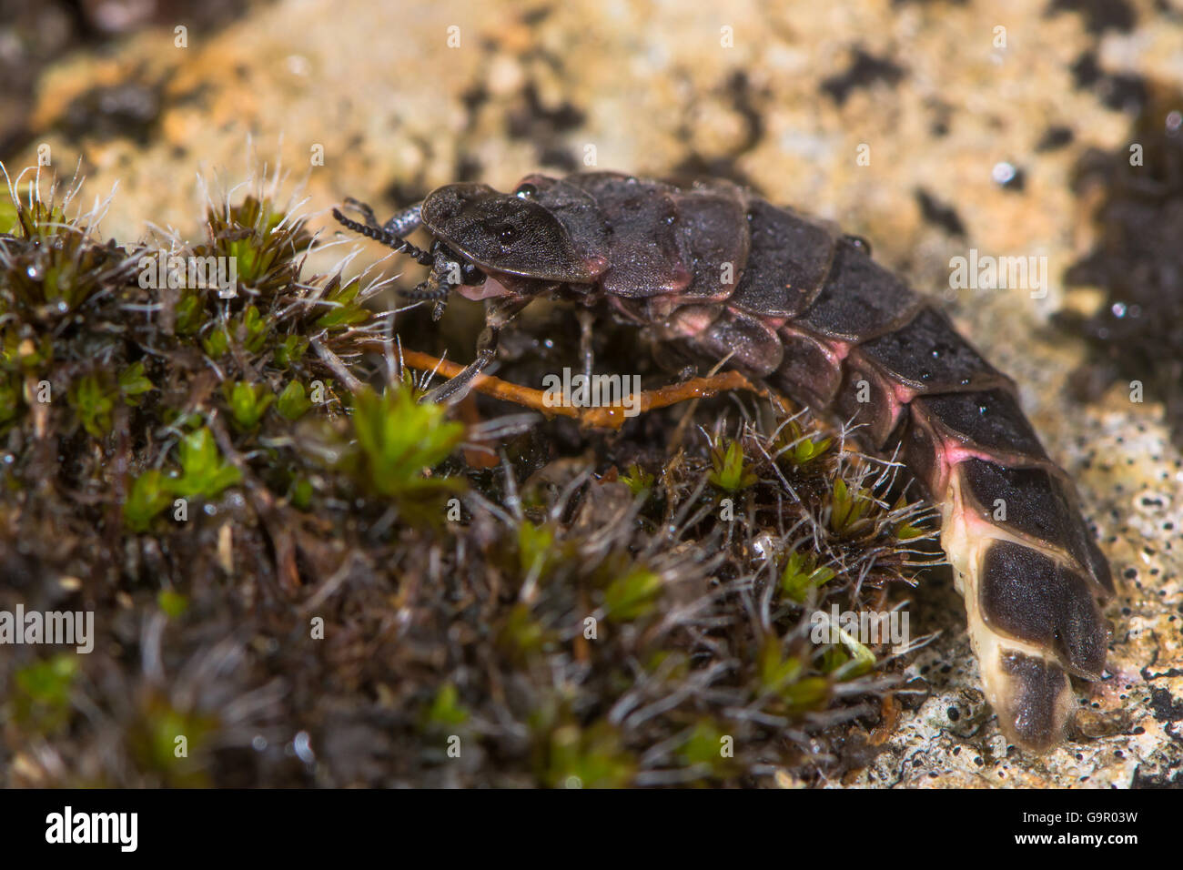 Glow-worm (Lampyris noctiluca) femmina sul muschio. Insetto in famiglia Lampyridae, conosciuto anche come una lucciola o un fulmine bug Foto Stock