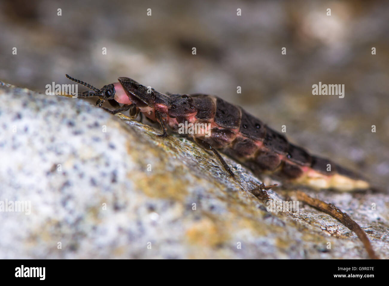 Glow-worm (Lampyris noctiluca) femmina nel profilo. Insetto in famiglia Lampyridae, conosciuto anche come una lucciola o un fulmine bug Foto Stock