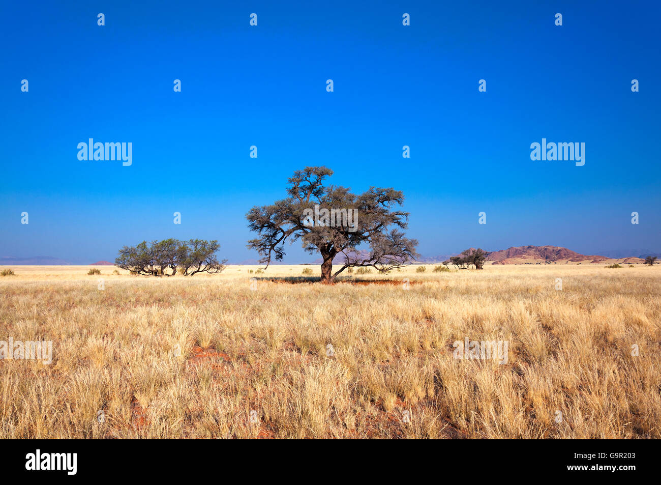 Vista della savana in Namibia, Africa Foto Stock