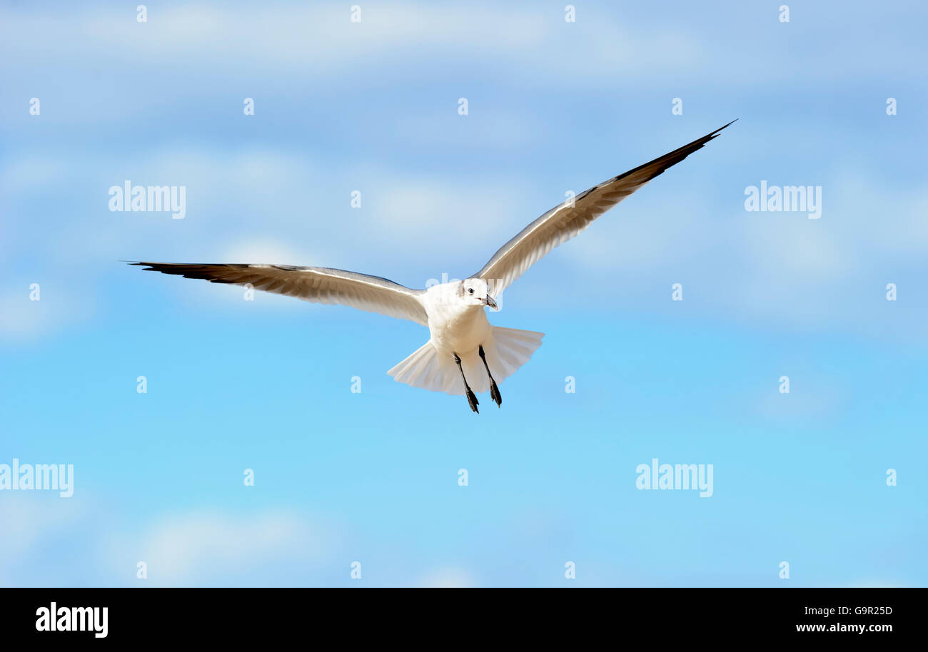 Volo di uccello è una bella seagull diffondere le sue ali e volare contro un vibrante blu cielo. Foto Stock