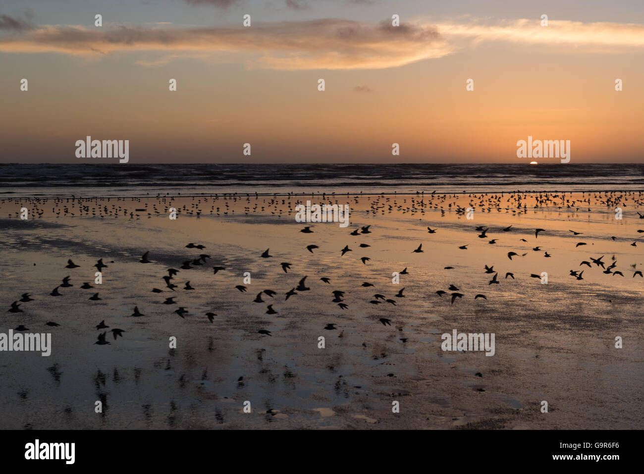 Bird frenzy a west coast beach Foto Stock
