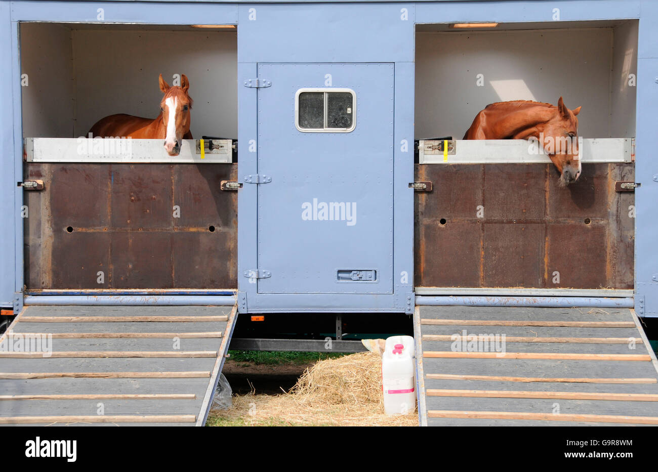 Rimorchio cavallo, Tedesco Warmblood Cavallo Foto Stock