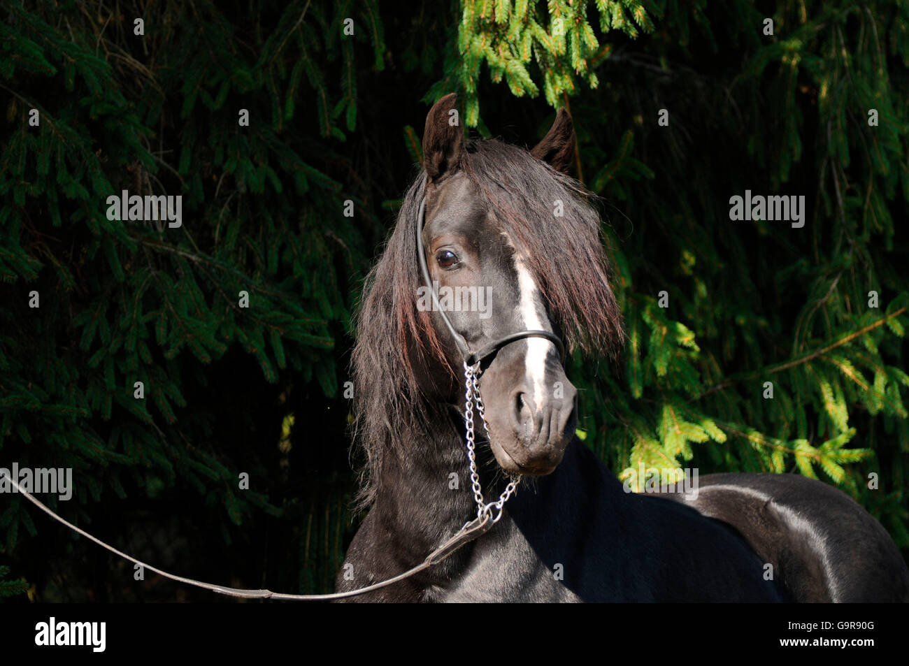 Welsh Pony di tipo Cob, stallone / sezione C, Campione Nazionale Foto Stock