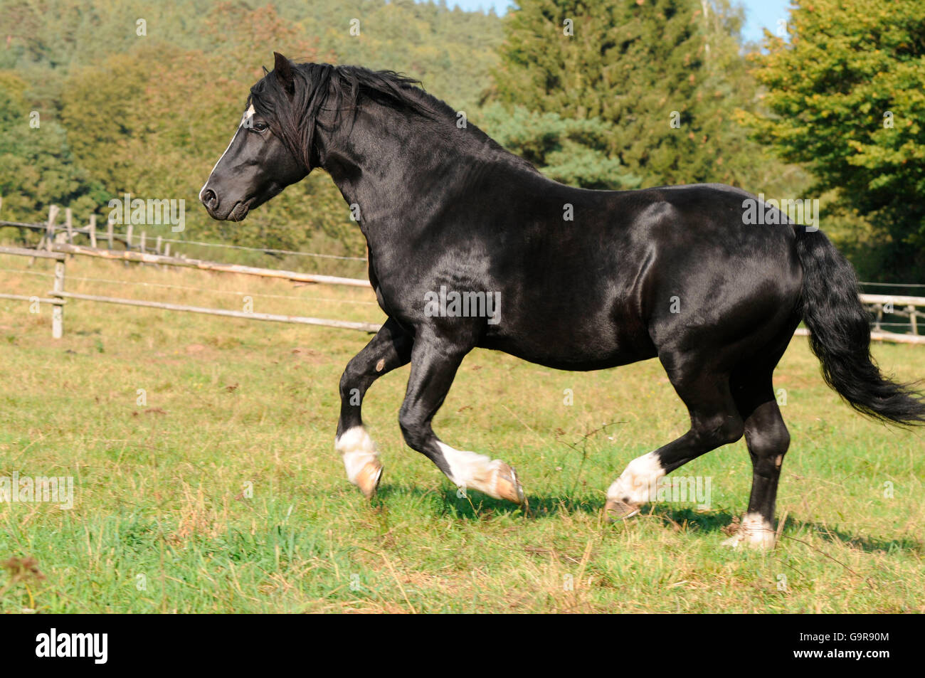 Welsh Pony di tipo Cob, stallone / sezione C, Campione nazionale, laterale Foto Stock